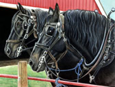 Draft Horse, Equine Art - Day is Done